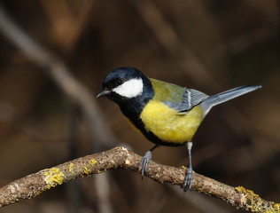 Naklejka premium Great tit on branch background, Parus major