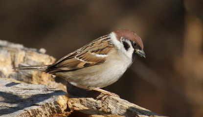 Tree sparrow on branch, passer montanus
