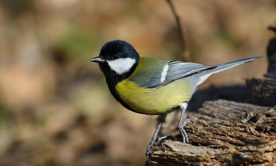 Great tit on branch background, Parus major