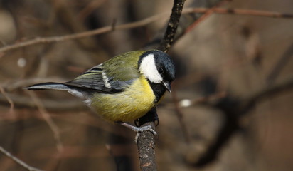 Great tit on branch background, Parus major