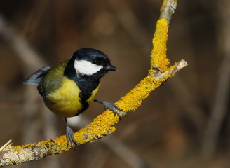 Great tit on branch background, Parus major
