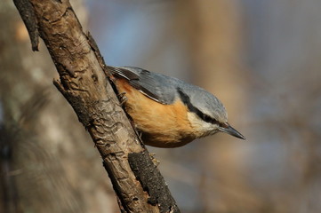 Eurasian nuthatch or wood nuthatch, Sitta europaea