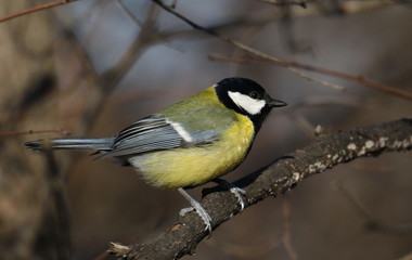 Great tit on branch background, Parus major