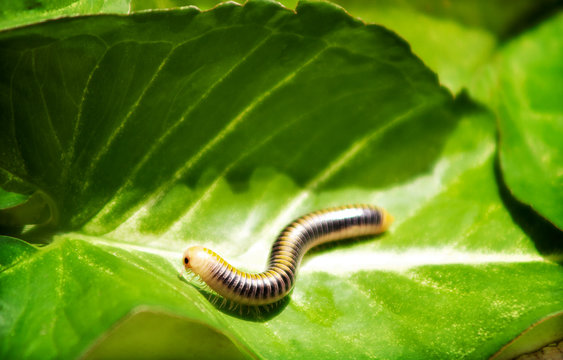 Cute Millipedes worm walking on a leaf