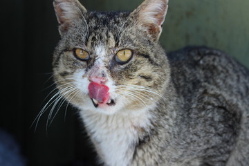 Naklejka premium portrait of the licking cat