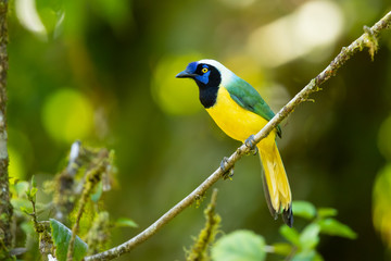 Inca jay (Cyanocorax yncas) is a bird species of the New World jays, which is endemic to the Andes...