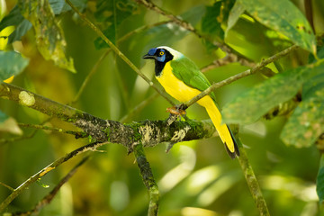 Fototapeta premium Inca jay (Cyanocorax yncas) is a bird species of the New World jays, which is endemic to the Andes of South America. 