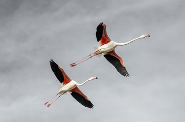 a flight of flamingos in the sky