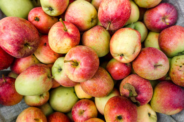 Freshly harvested red apples