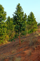 Green shawl tree on red sloping ground beside forest in India