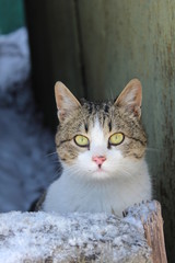 Lovely face of cat in snow background