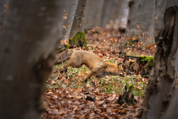 The red fox is the largest of the true foxes and one of the most widely distributed members of the order Carnivora, being present across the entire Northern Hemisphere from the Arctic Circle to North 