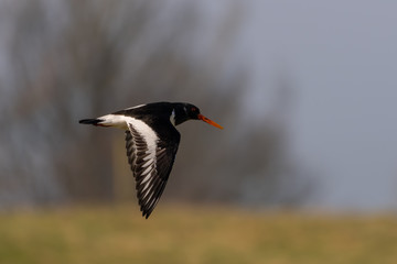 Oyster Catcher Flying Acrosss the Sky