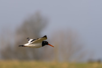 Oyster Catcher Flying Acrosss the Sky