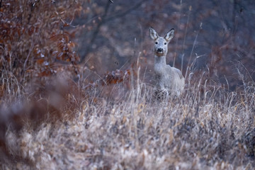 The European roe deer (Capreolus capreolus), also known as the western roe deer, chevreuil, or simply roe deer or roe, is a species of deer. The male of the species referred to as a roebuck