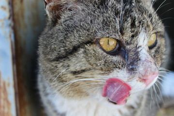 Naklejka na ściany i meble the licking cat portrait of cat with yellow eyes