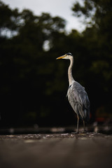 Irish grey heron bird in a park