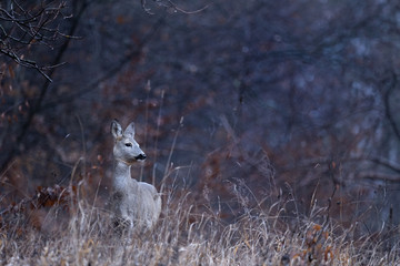 The European roe deer (Capreolus capreolus), also known as the western roe deer, chevreuil, or simply roe deer or roe, is a species of deer. The male of the species referred to as a roebuck