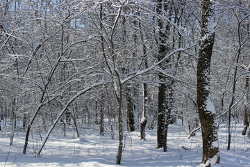 winter forest in the snow