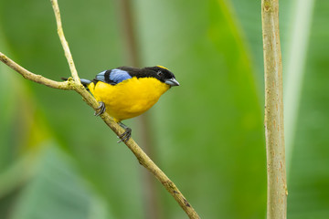 Fototapeta premium Blue-winged mountain tanager (Anisognathus somptuosus) is a species of bird in the family Thraupidae, the tanagers. It is native to South America, where it is found in Bolivia, Colombia, Ecuador, Peru