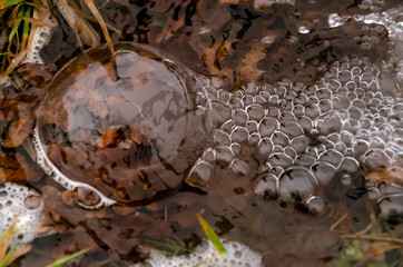 bubbles in the water on the river