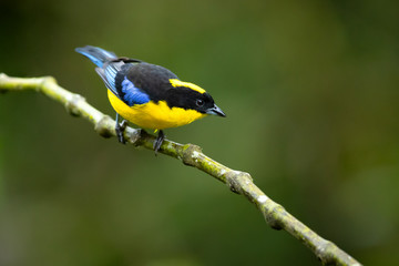 Fototapeta premium Blue-winged mountain tanager (Anisognathus somptuosus) is a species of bird in the family Thraupidae, the tanagers. It is native to South America, where it is found in Bolivia, Colombia, Ecuador, Peru