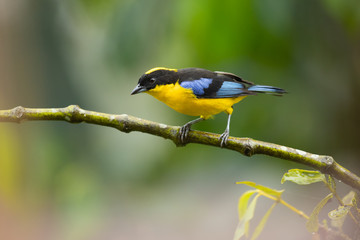 Blue-winged mountain tanager (Anisognathus somptuosus) is a species of bird in the family Thraupidae, the tanagers. It is native to South America, where it is found in Bolivia, Colombia, Ecuador, Peru