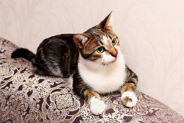 Fototapety na wymiar - Fototapeta24.pl