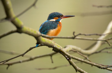 Kingfisher (Alcedo atthis) also known as "Guarda-rios", this female leaves in a lake near Cavado River estuary, Esposende, Portugal.