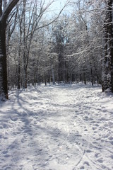 Winter landscape with snowy road in winter forest in sunny day