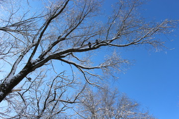 branches of snow tree against blue sky