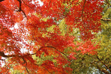 日本の紅葉