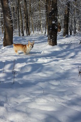 Corgi dog in snow park