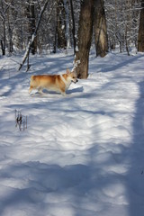 dog in the snow forest