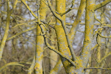 Lichen