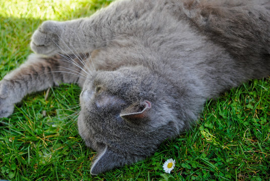 cat sitting on green grass in garden