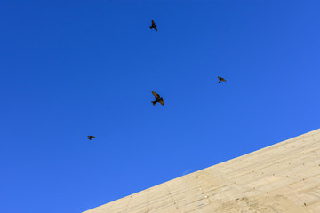 Fototapeta na wymiar Pájaros negros volando sobre cielo muy azul con pared de cemento y hormigón en un costado