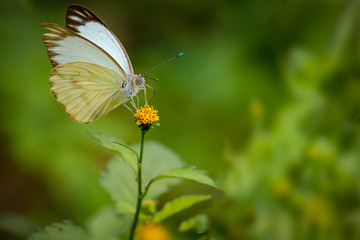 Encanto da Natureza