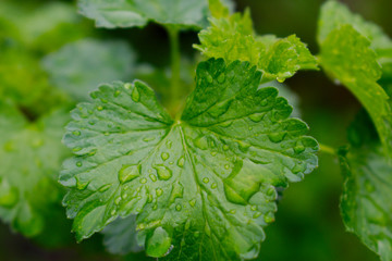 Wet Leaf