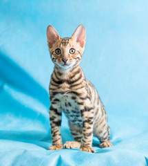 A pet, a Bengal kitten, plays on a blue background. Bright beautiful bengal kitten.