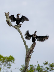 Zwei Olivenscharben trocknen mit ausgebreiteten Flügeln auf eiinem kahlen Baum ihr Gefieder