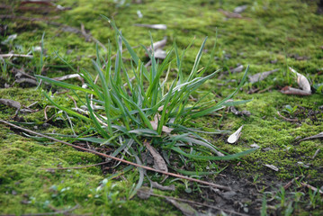 Growing moss and grass, after winter, Spring!