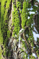 moss on frozen tree with icicle