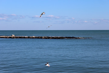 seagulls