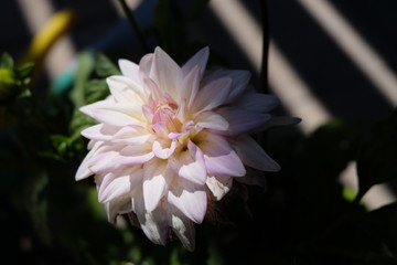 Fiori