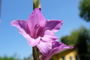 Fiori