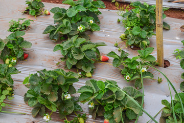 Strawberry Garden in Mahabaleshwar