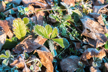 close up view of frozen green and dry leaves in the spring