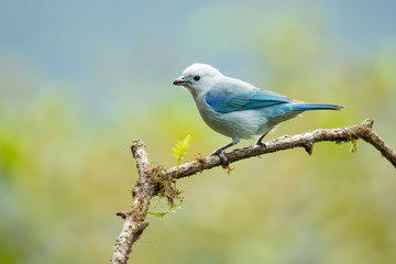 Blue-gray tanager (Thraupis episcopus) is a medium-sized South American songbird of the tanager family, Thraupidae. Its range is from Mexico south to northeast Bolivia and northern Brazil