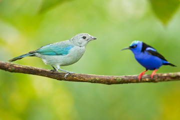 Obraz premium Blue-gray tanager (Thraupis episcopus) is a medium-sized South American songbird of the tanager family, Thraupidae. Its range is from Mexico south to northeast Bolivia and northern Brazil